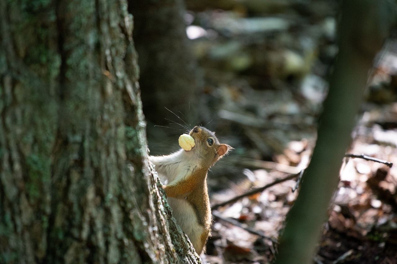 Existuje asi 30 druhů veverek, včetně toho nejběžnějšího - veverky obecné.